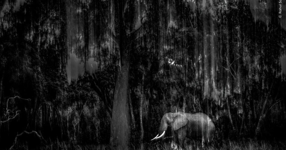 Indian Wildlife Photographer Rahul Sachdev Receives Highly Commended Honour at Wildlife Photographer of the Year 2025
